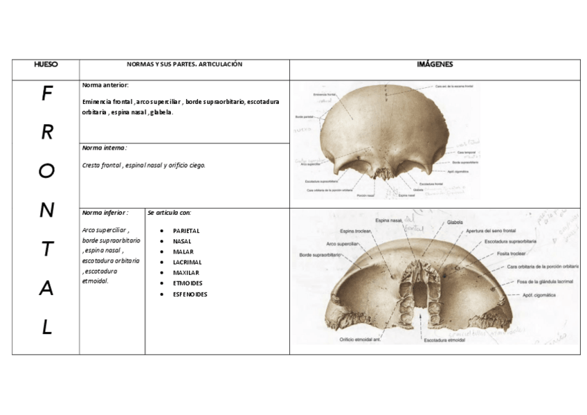 Miniatura del documento HUESOS-DEL-CRANEO.pdf