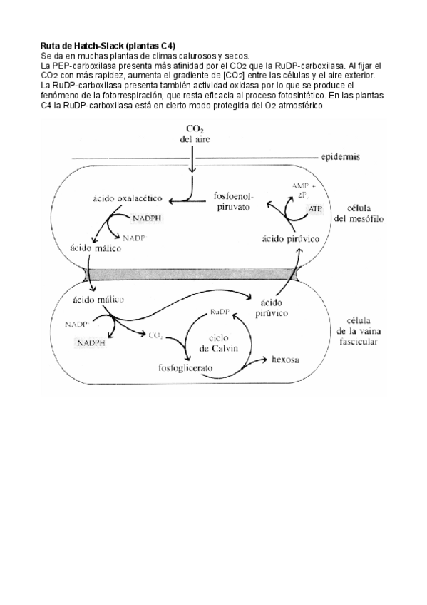 Miniatura del documento Plantas-C4.pdf
