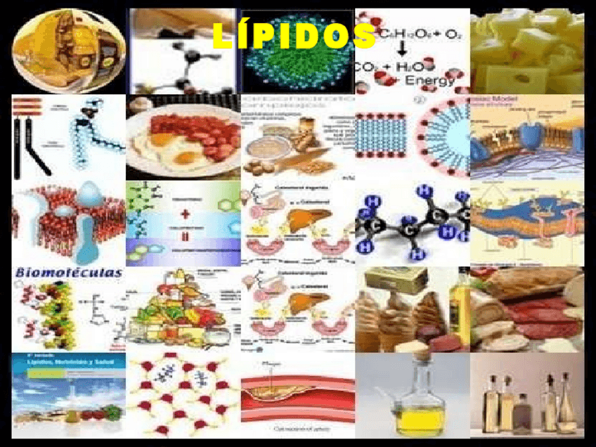 Miniatura del documento tema4loslipidos-101008041445-phpapp01.pdf
