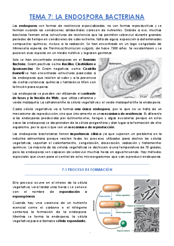 Miniatura del documento TEMA-7.pdf
