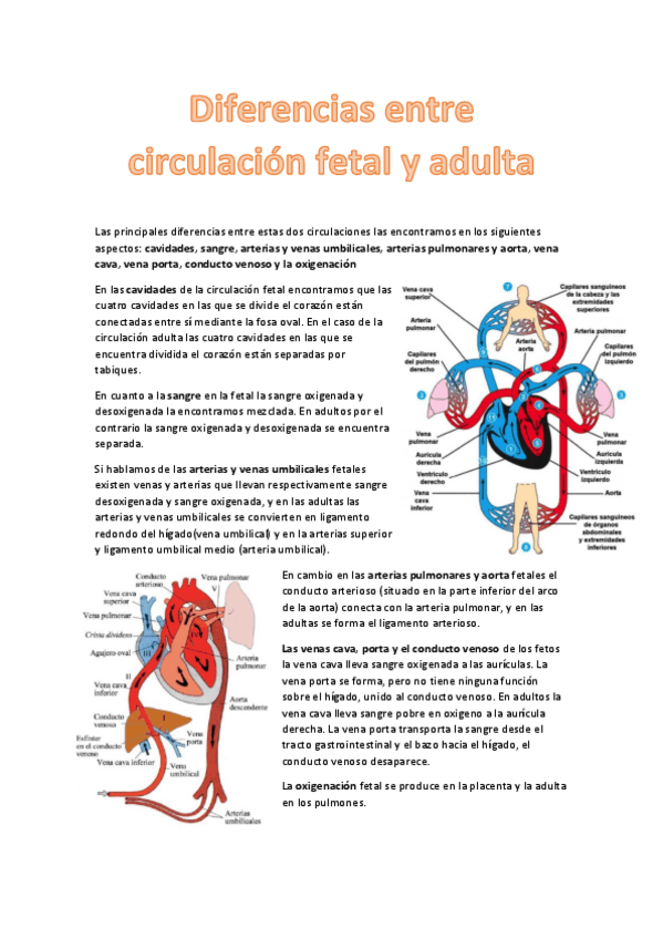 Miniatura del documento Ejercicio-circulacion-fetal-y-adulta.pdf