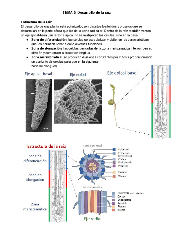 Miniatura del documento TEMA-5-1.pdf