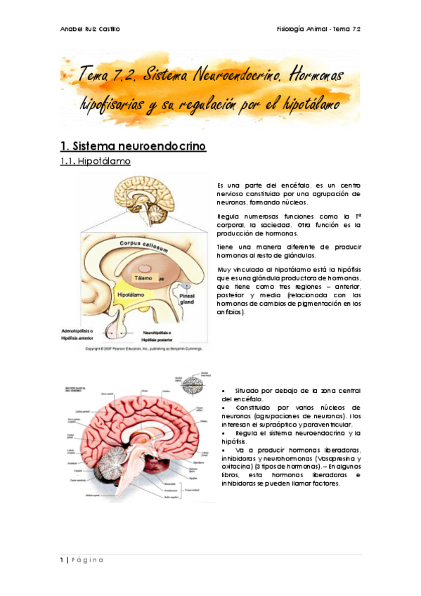 Miniatura del documento T7_2-Endocrino_Hipotálamo_Hipófisis.pdf