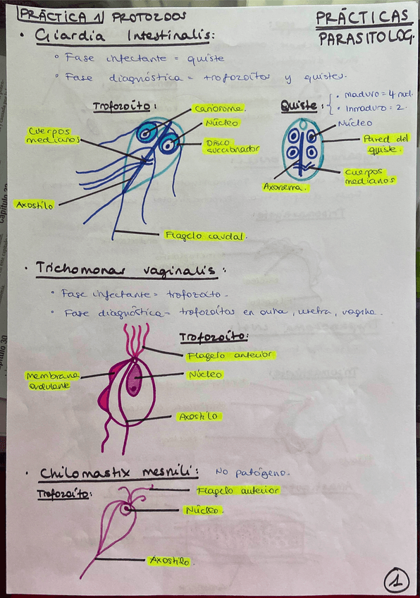 Miniatura del documento dibujos-practicas-parasitologia.pdf