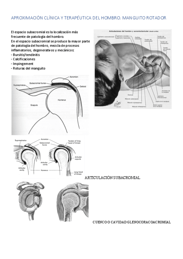 Miniatura del documento FAL-TEMA-HOMBRO.pdf