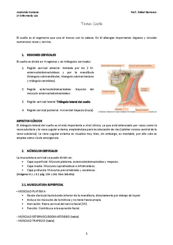 Miniatura del documento Tema-Cuello.pdf