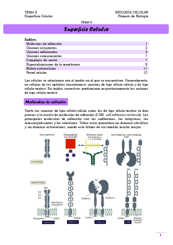 Miniatura del documento TEMA 8. Superficie celular