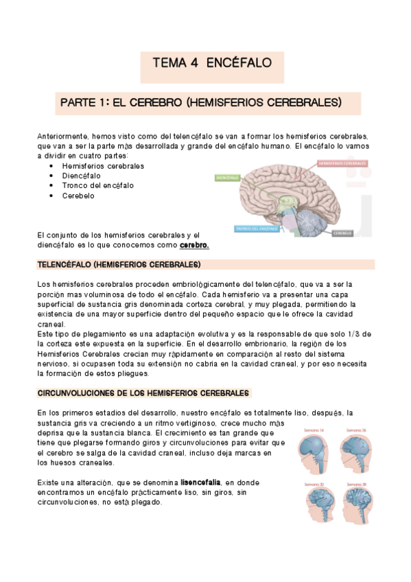 Miniatura del documento Tema-4-anatomia.pdf