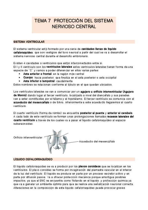 Miniatura del documento TEMA-7-anatomia.pdf