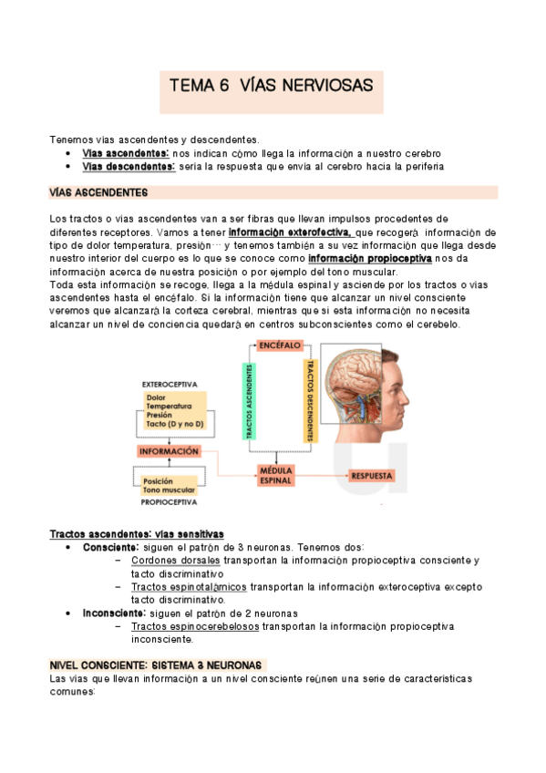 Miniatura del documento TEMA-6-anatomia.pdf