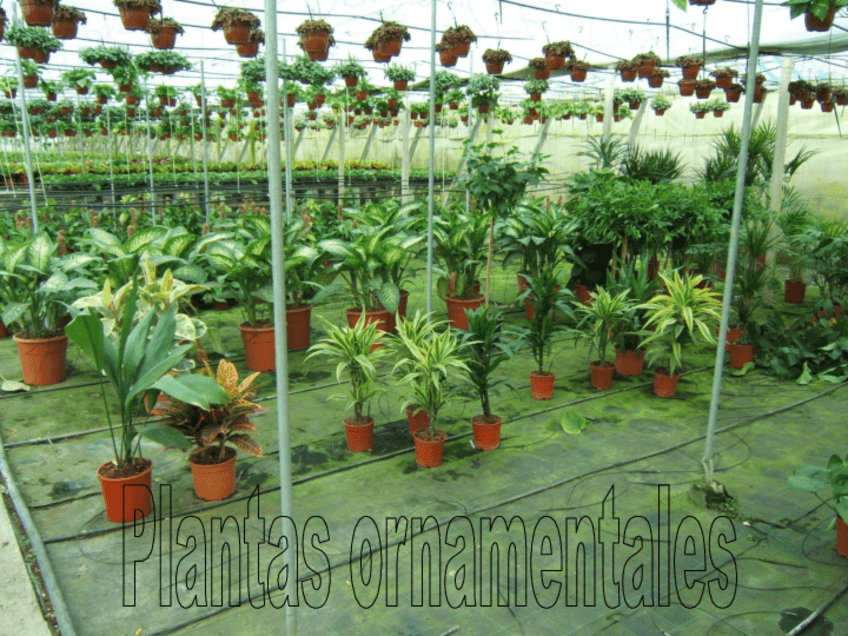 Miniatura del documento Especies-de-interes-ornamental.pdf