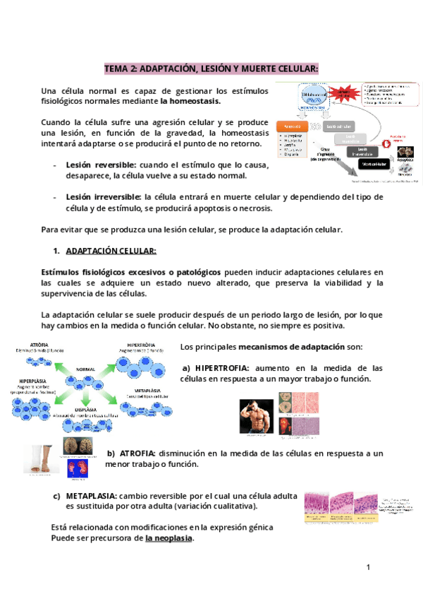 Miniatura del documento Tema-2.pdf