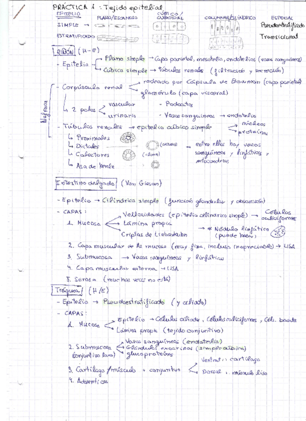 Miniatura del documento BCT-Practicas.pdf