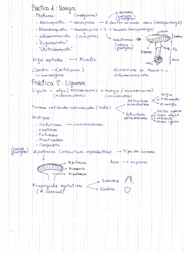 Miniatura del documento Botanica-Practicas.pdf