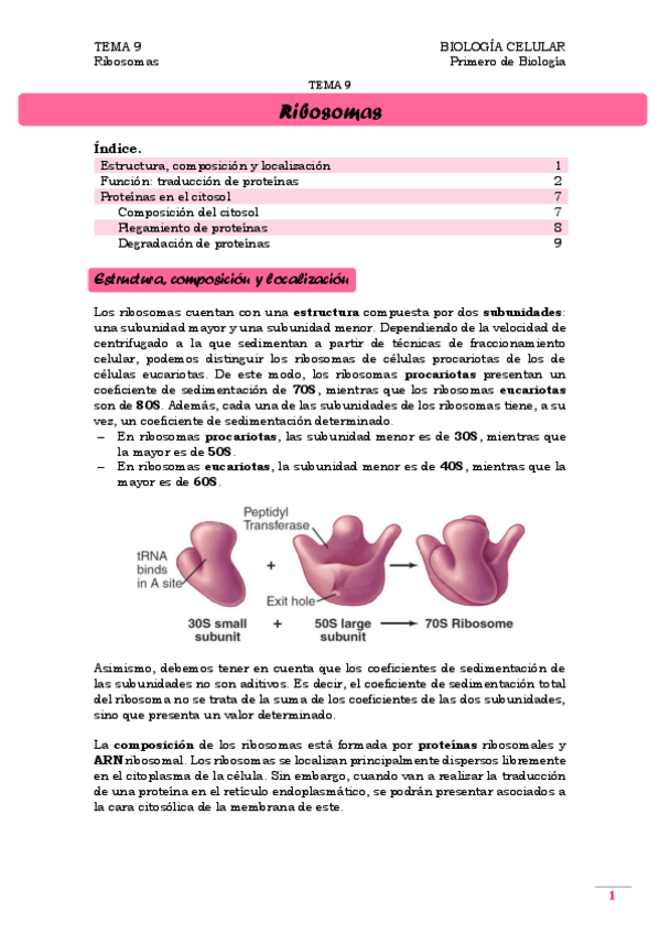 Miniatura del documento TEMA 9. Ribosomas