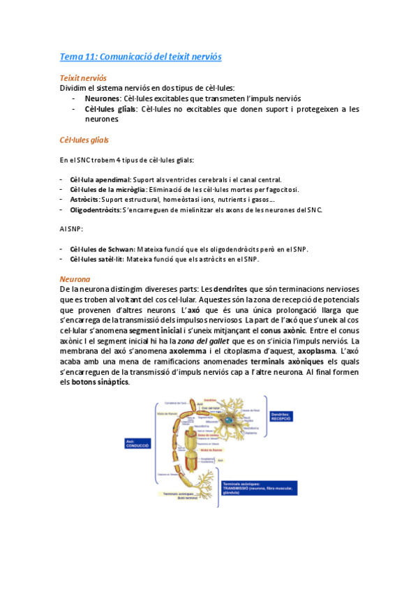 Miniatura del documento Tema-11-COmunicacio-del-teixit-nervios.pdf
