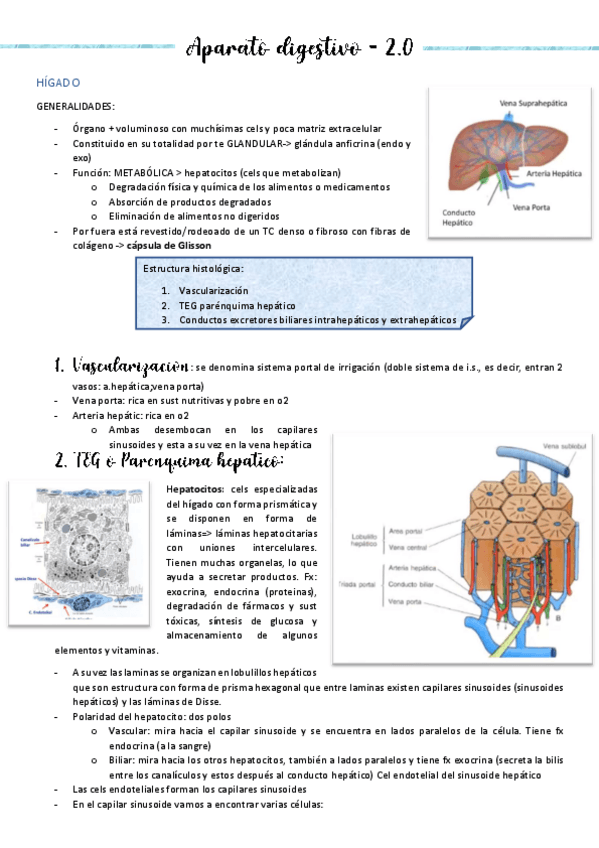 Miniatura del documento HIGADO-Y-PANCREAS.pdf