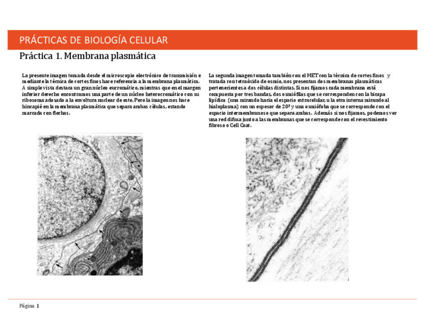 Miniatura del documento practica de bio celular.pdf