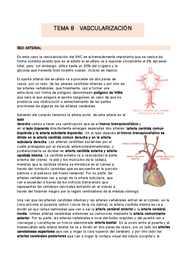 Miniatura del documento TEMA-8-anatomia.pdf