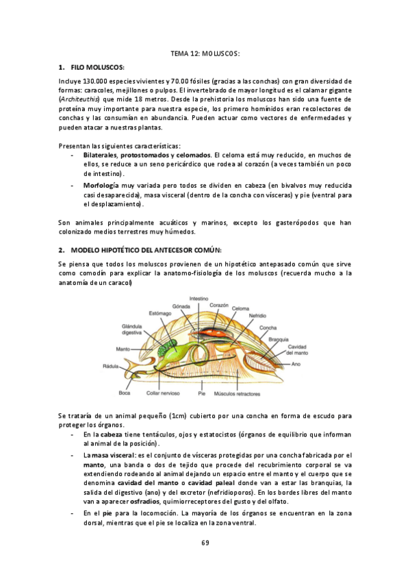 Miniatura del documento Tema-12-Moluscos.pdf