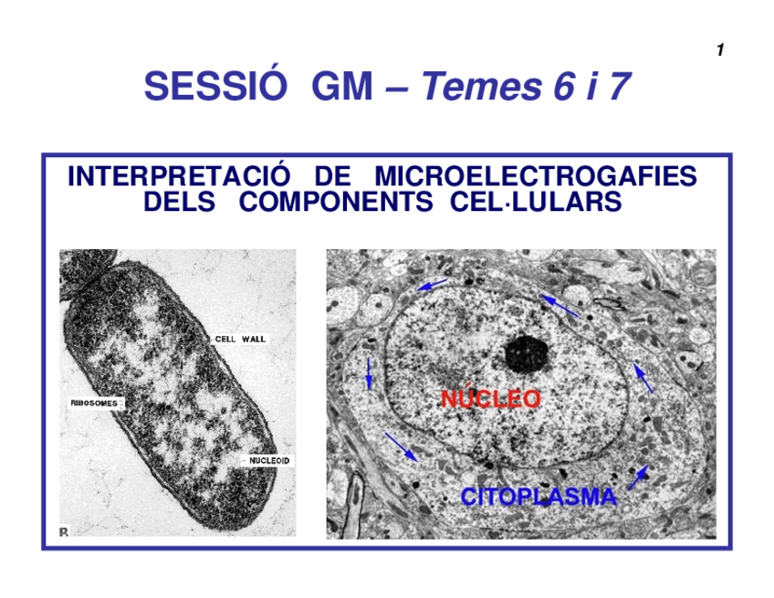 Miniatura del documento SESSIOGMMicroscopia.pdf