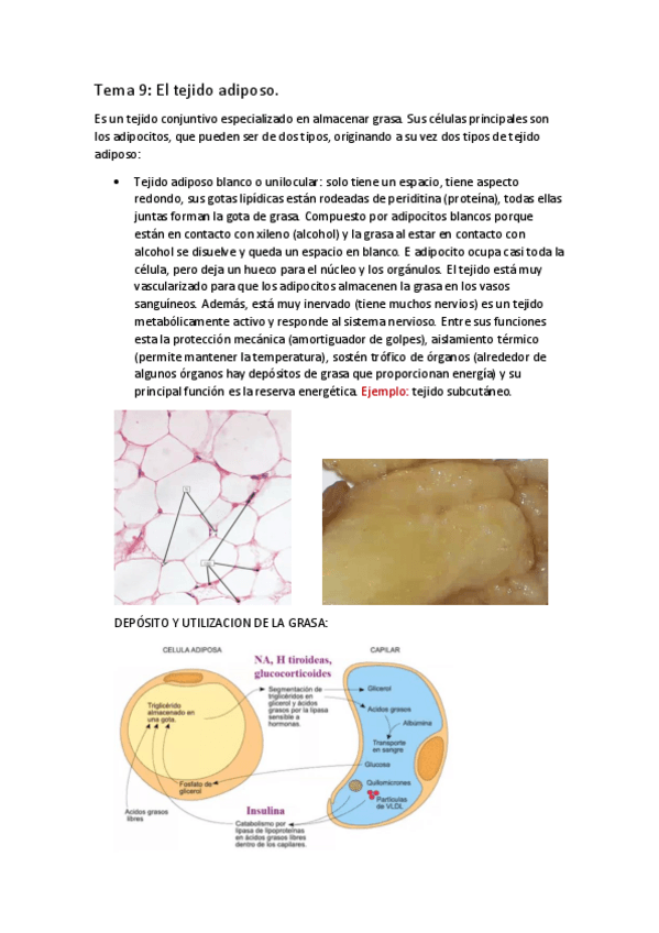 Miniatura del documento APUNTES-BIOLOGIA-T.pdf