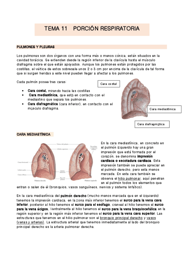 Miniatura del documento TEMA-11-anatomia.pdf