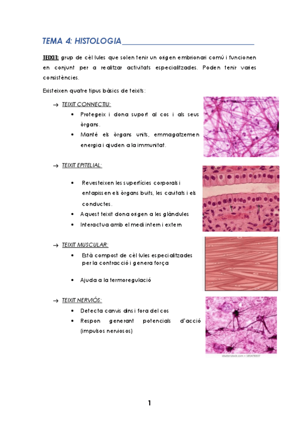 Miniatura del documento TEMA-4.pdf