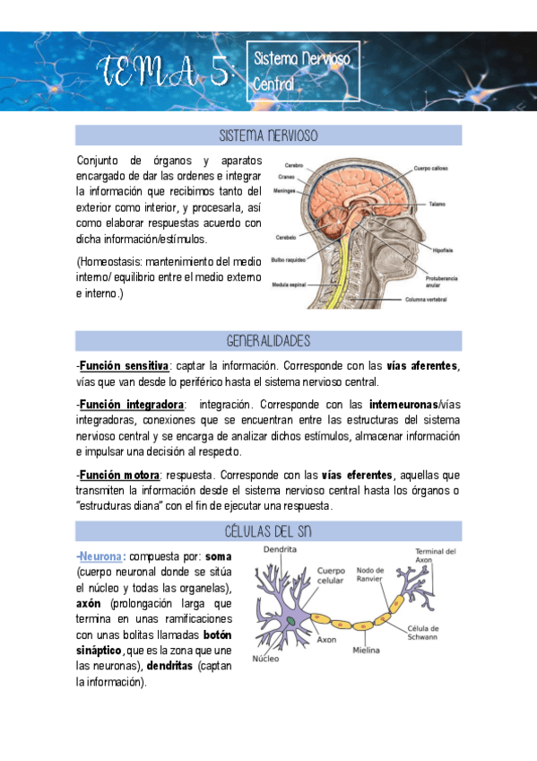 Miniatura del documento Tema-13-Sistema-Nervioso-Central.pdf