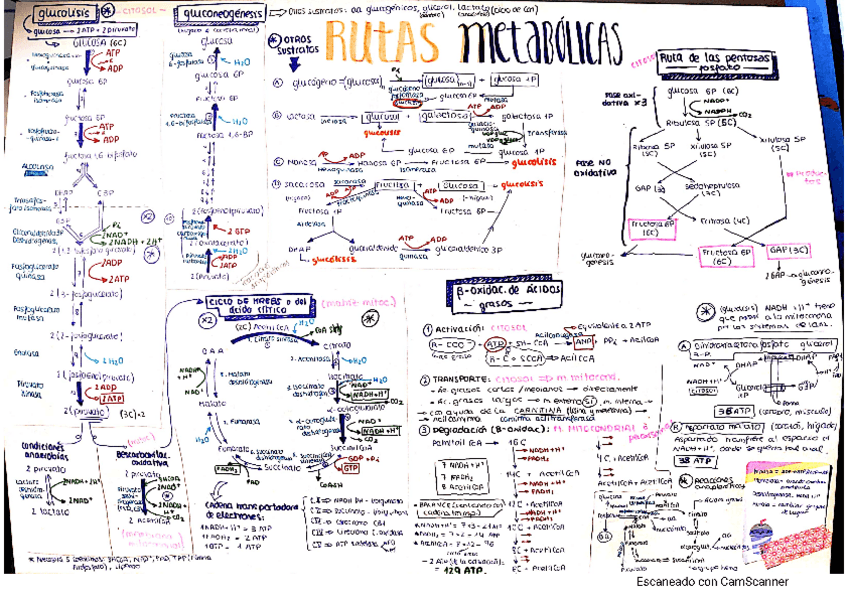 Miniatura del documento Esquema-bioquimica-reacciones-quimicas.pdf