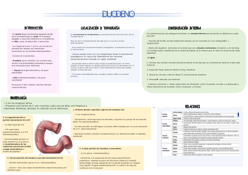 Miniatura del documento DUODENO.pdf