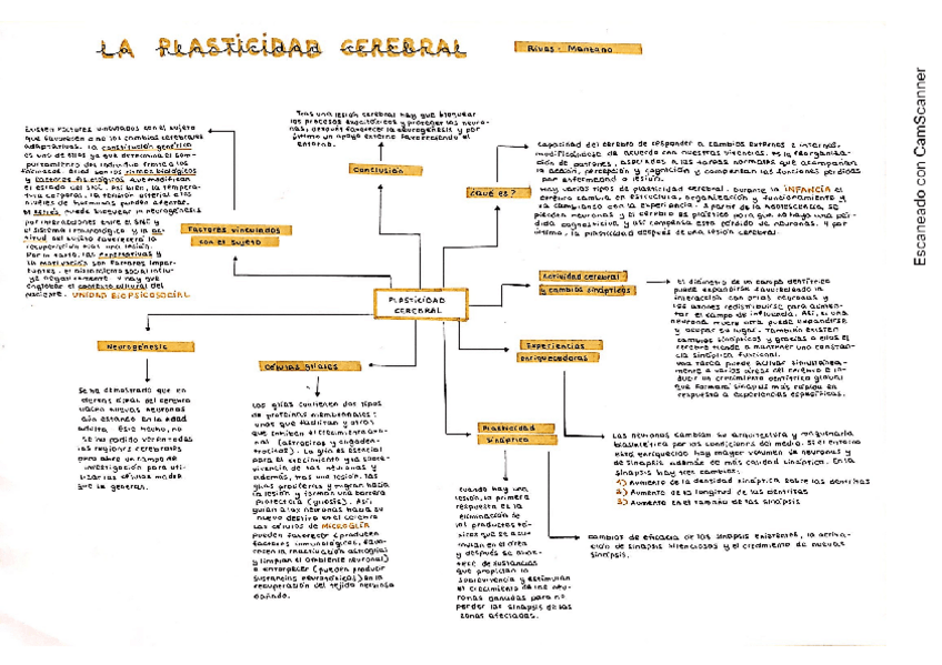 Miniatura del documento Plasticidad-cerebral.pdf