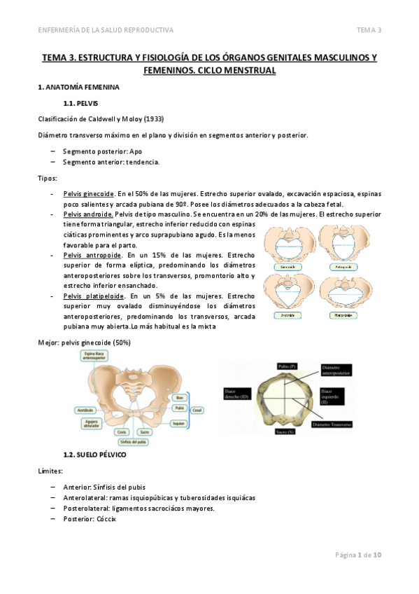 Miniatura del documento TEMA-3-ESTRUCTURA-Y-FISIOLOGIA-DE-LOS-ORGANOS-GENITALES-MASCULINOS-Y-FEMENINOS.pdf