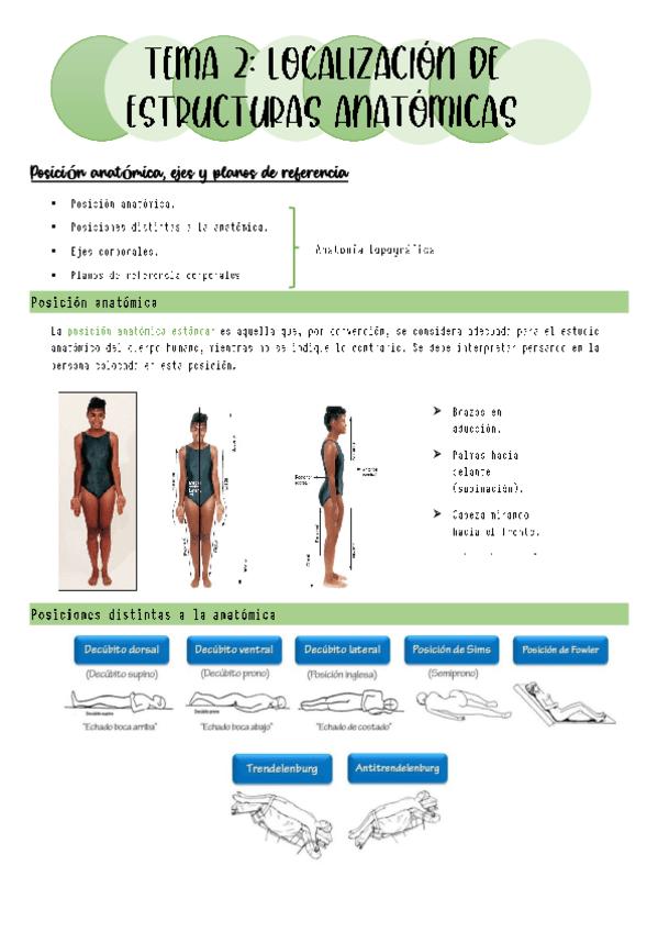 Miniatura del documento Tema-2-ANATOMIA-FINAL.pdf