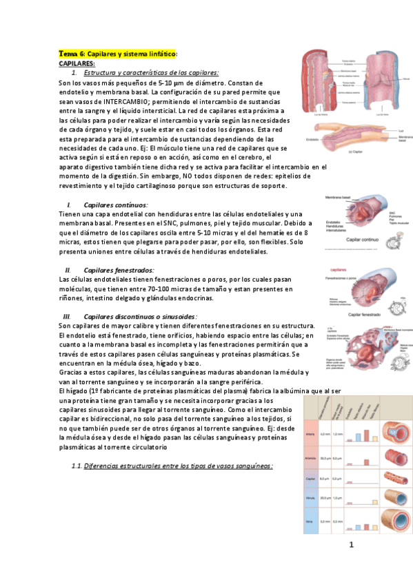 Miniatura del documento capilares-y-sistema-linfatico.pdf