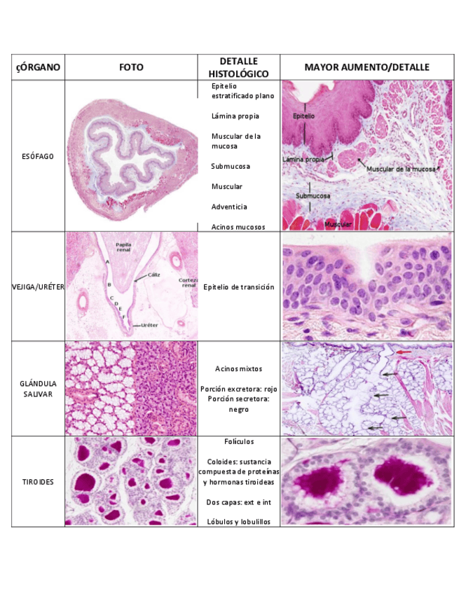 Miniatura del documento TABLA-HISTOLOGIA.pdf