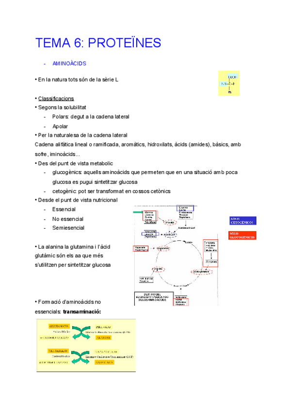 Miniatura del documento Tema-6-Proteines.pdf