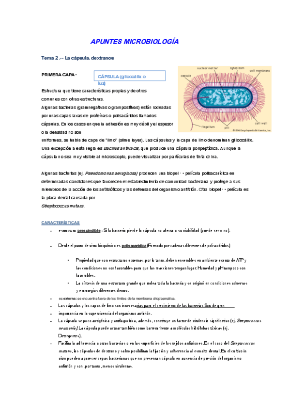 Miniatura del documento Apuntes-microbiologia-castellano.pdf