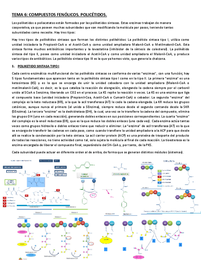 Miniatura del documento COMPUESTOS-FENOLICOS-POLICETIDOS.pdf