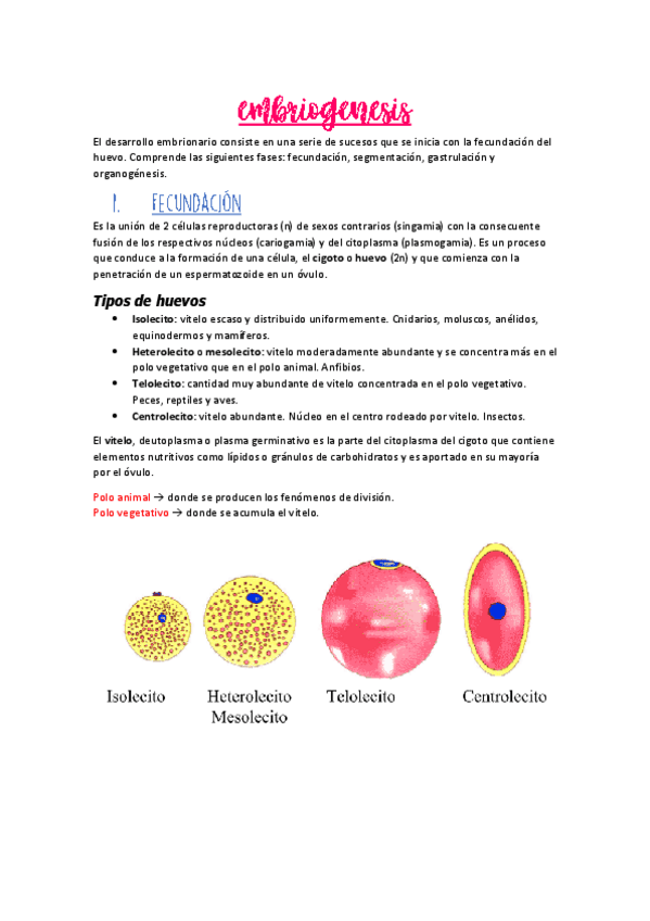 Miniatura del documento Embriogenesis.pdf