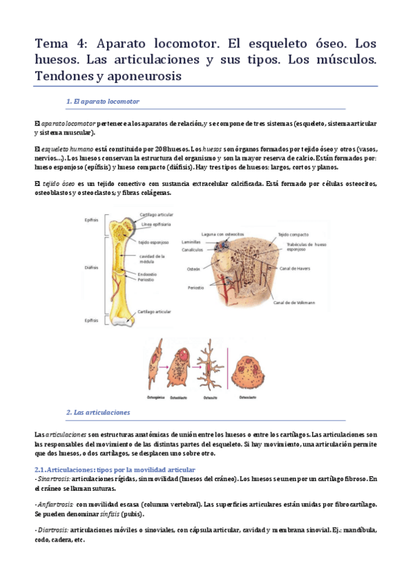 Miniatura del documento 4 - Anatomia.pdf