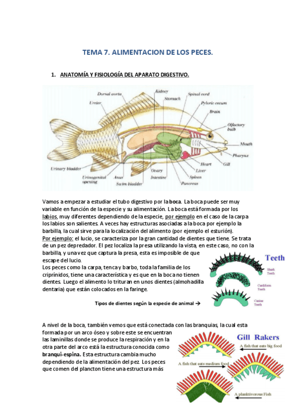 Miniatura del documento TEMA-7.pdf