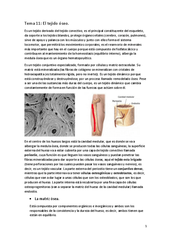 Miniatura del documento APUNTES-BIOLOGIA-T.pdf