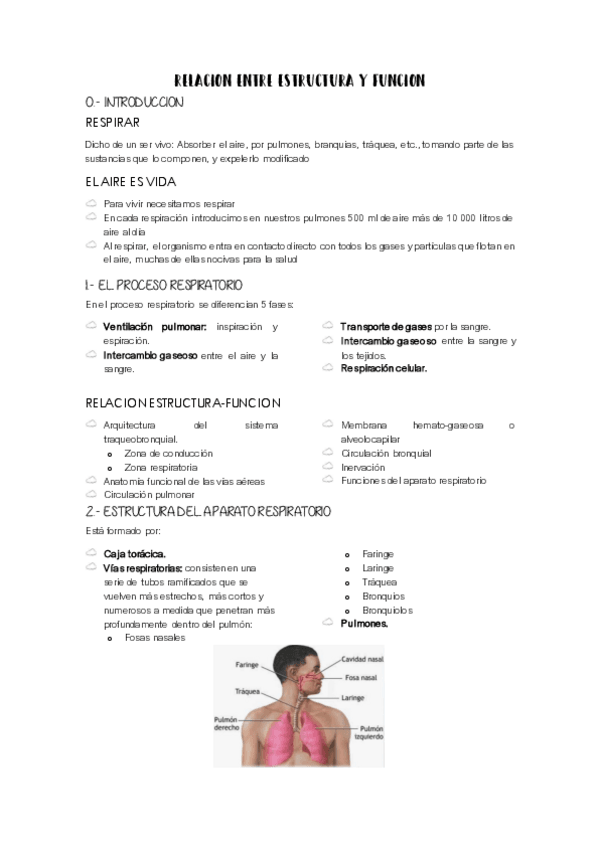 Miniatura del documento apuntes-respi.pdf