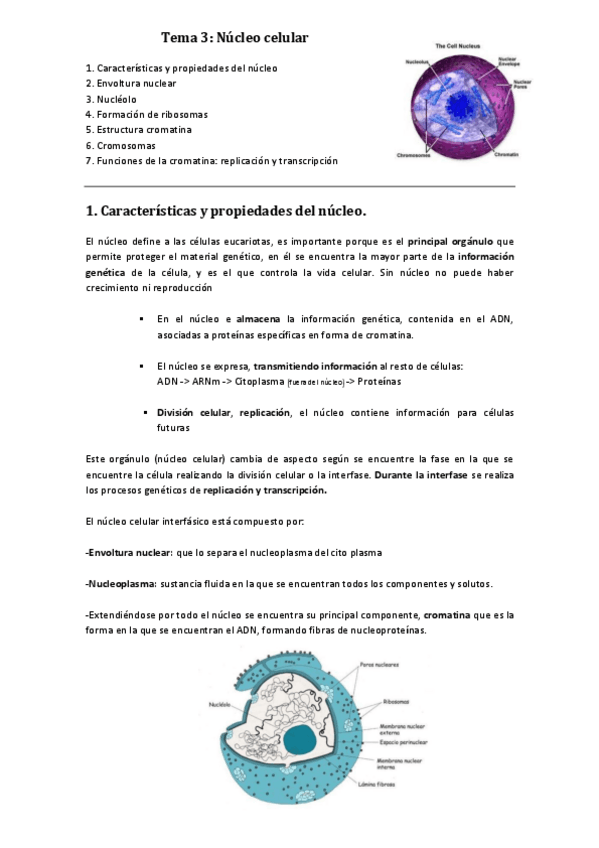 Miniatura del documento Tema 3. Núcleo celular
