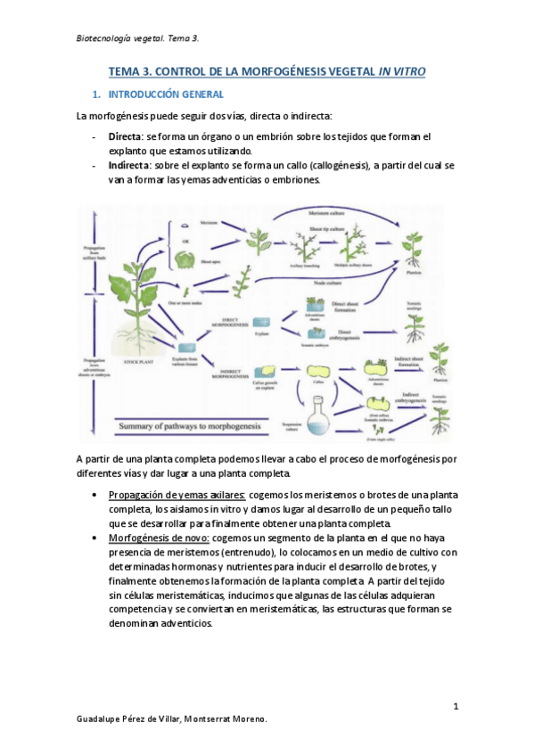 Miniatura del documento TEMA-3-BIOTECNOLOGIA-VEGETAL.pdf