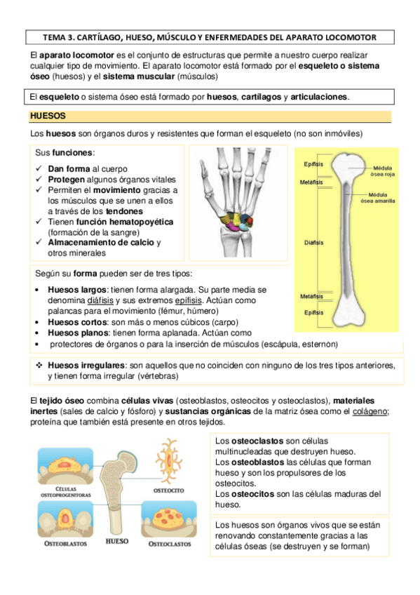 Miniatura del documento TEMA-3-CARTILAGO-HUESO-MUSCULO-Y-ENFERMEDADES-DEL-APARATO-LOCOMOTOR.pdf
