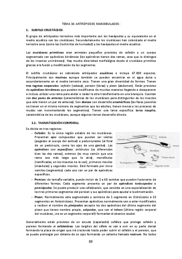 Miniatura del documento Tema-14-Atropodos-mandibulados.pdf