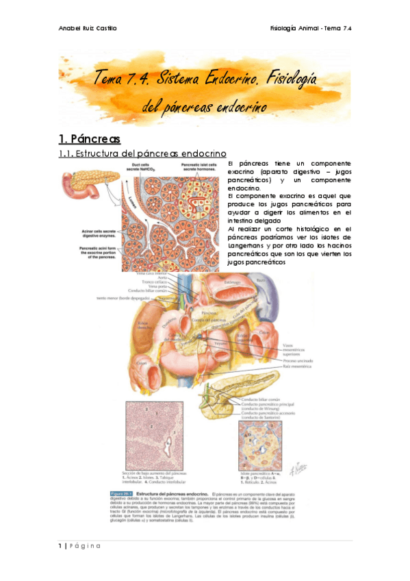 Miniatura del documento Apuntes-T7_4 - Páncreas.pdf