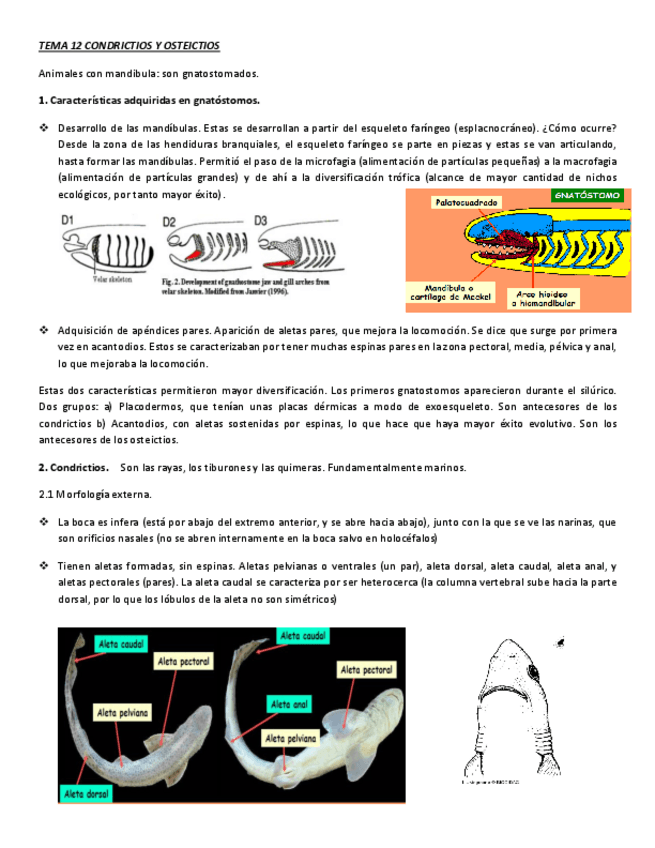 Miniatura del documento tema-12-condrictios-y-osteictios-pdf.pdf